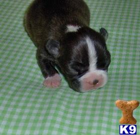 Puppies in OK